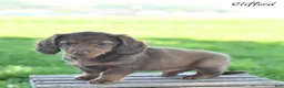 Miniature Dachshund dogs for sale: Clifford  - Ad 2