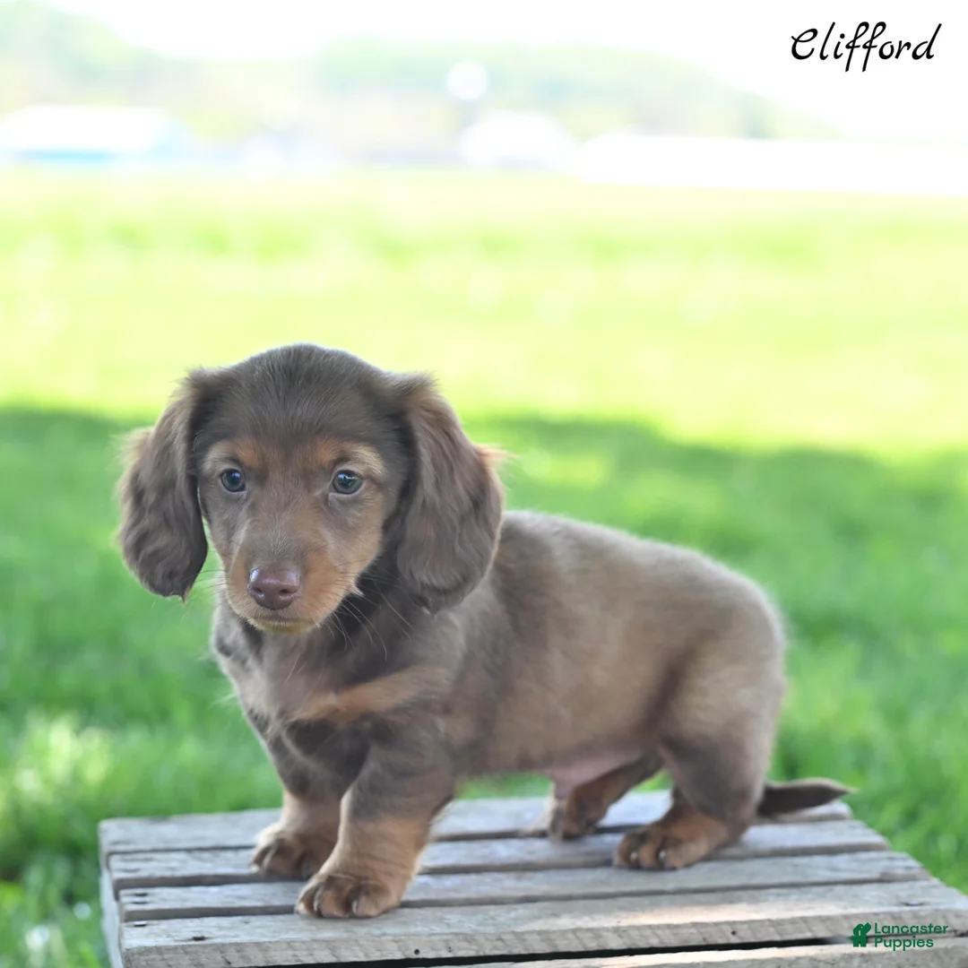 Miniature Dachshund dogs for sale: Clifford  - Ad 2