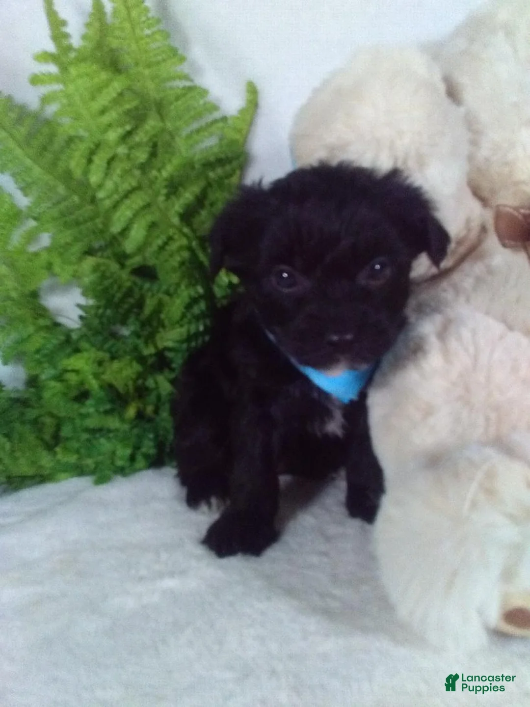 Yorkiepoo dogs for sale: Gizmo - Ad 3