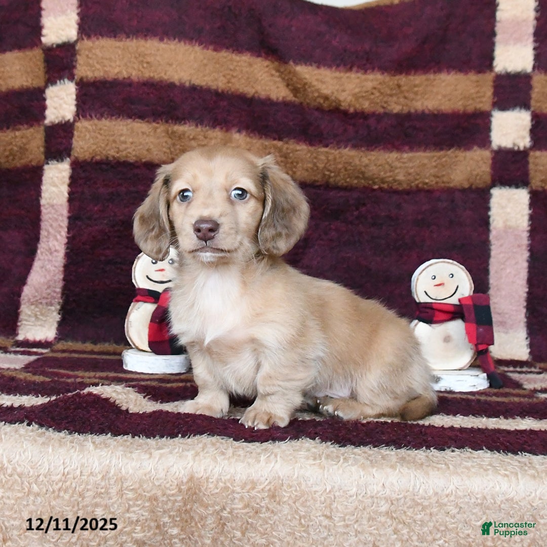Dachshund dogs for sale: Cowboy - Ad 1