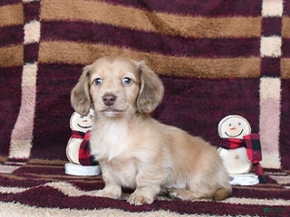 Dachshund dogs Cowboy - Ad 6