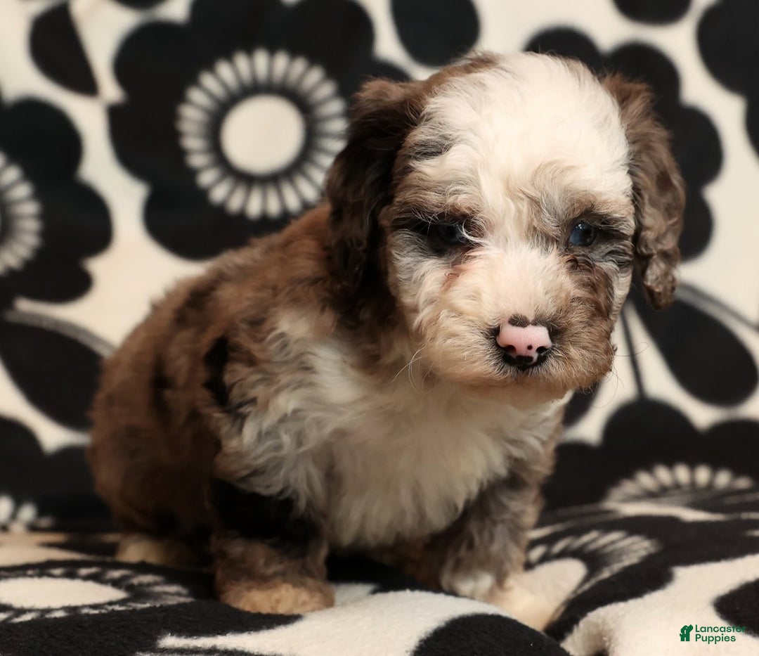 Miniature Poodle dogs for sale: Champ - Ad 8