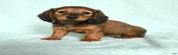 Miniature Dachshund dogs for sale: Dutches - Ad 1
