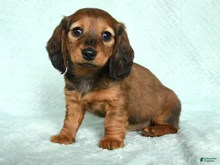 Miniature Dachshund dogs Dutches - Ad 23