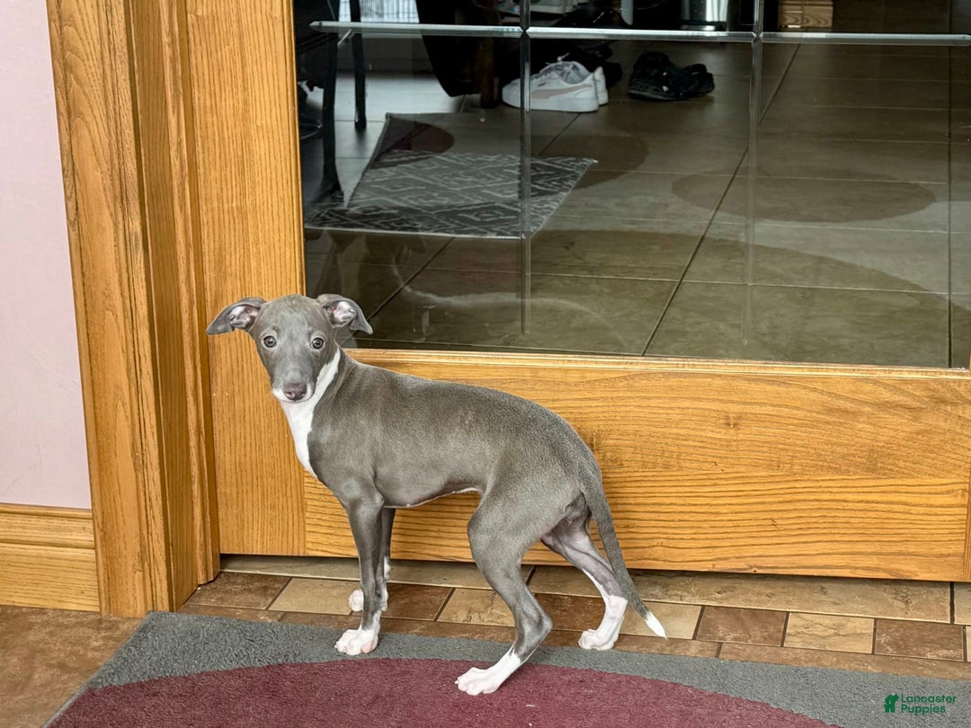 Italian Greyhound dogs for sale: Lila - Ad 15