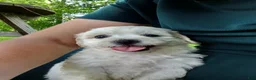 Teddy Bear dogs for sale: Rambo - Ad 4