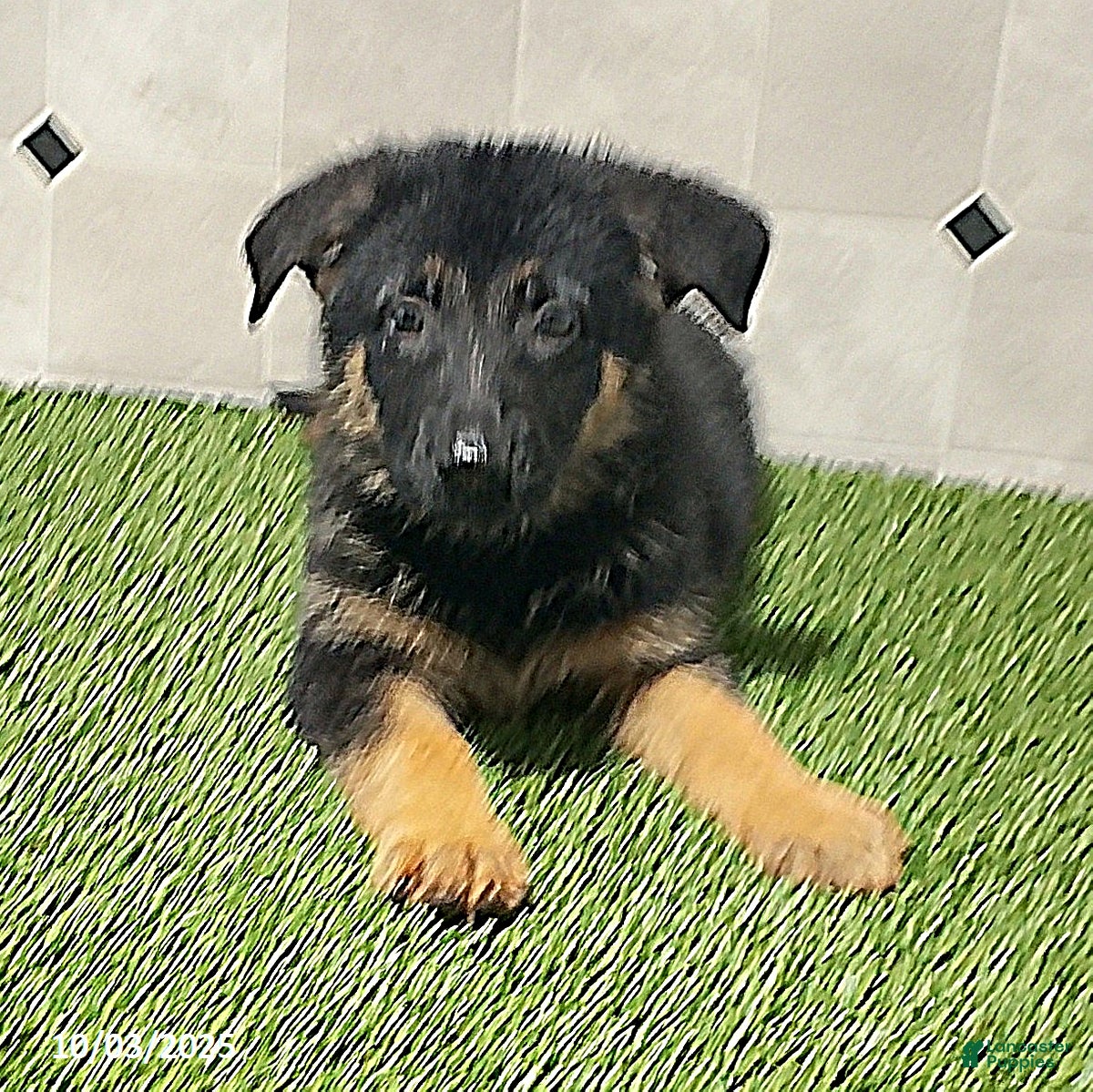 German Shepherd dogs Sidney - Ad 37