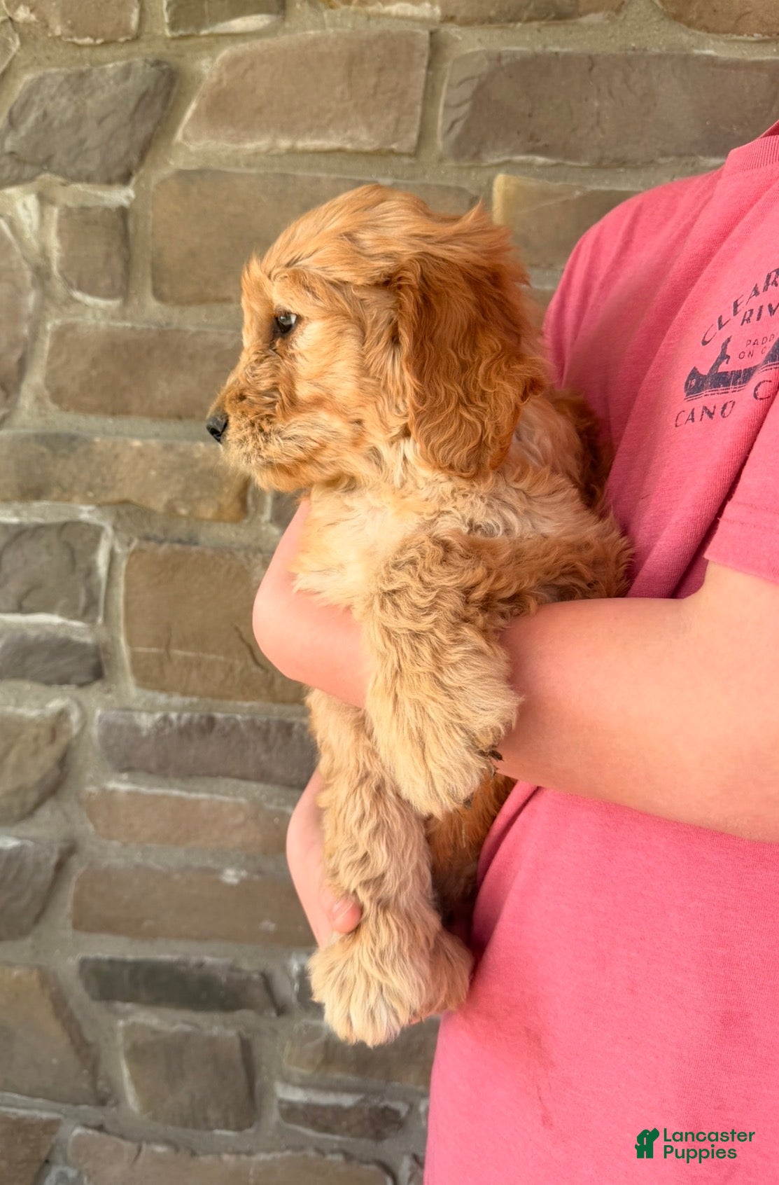 Goldendoodle dogs Graham - Ad 2