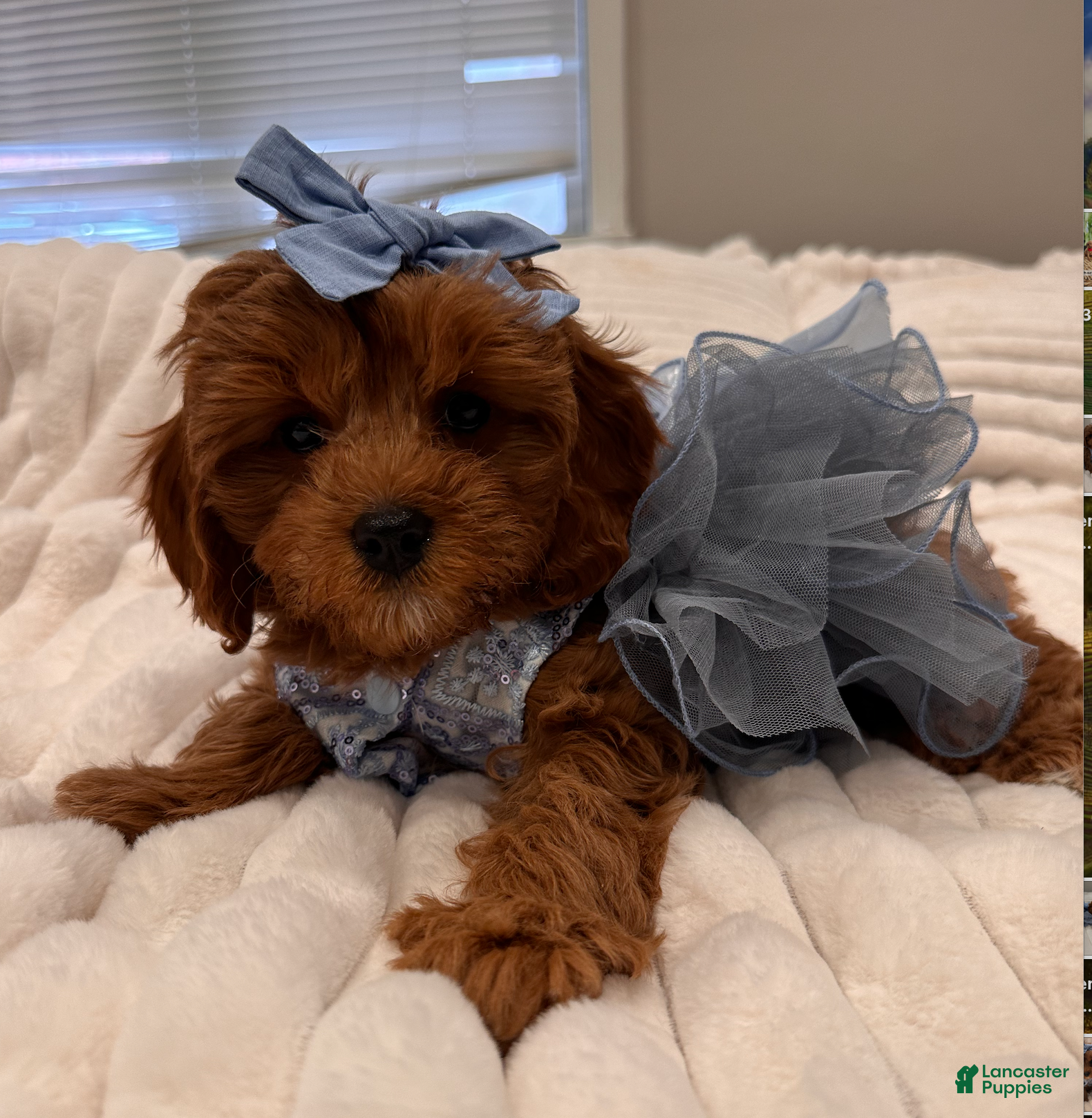 Cavapoo dogs Hazel-Home Raised POTTY TRAINED and CRATE TRAINED - Ad 25