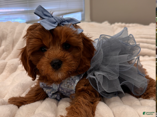 Cavapoo dogs Hazel-Home Raised POTTY TRAINED and CRATE TRAINED - Ad 25