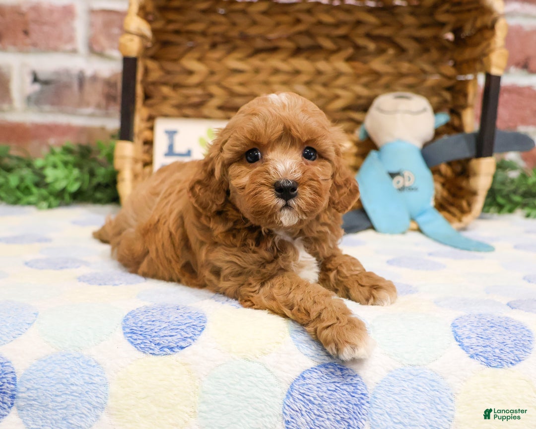 Cavapoo dogs for sale: Charles - Ad 5