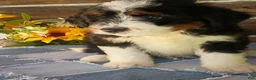 Mini Bernedoodle dogs for sale: Mini Bernedoodle 3 - Ad 3
