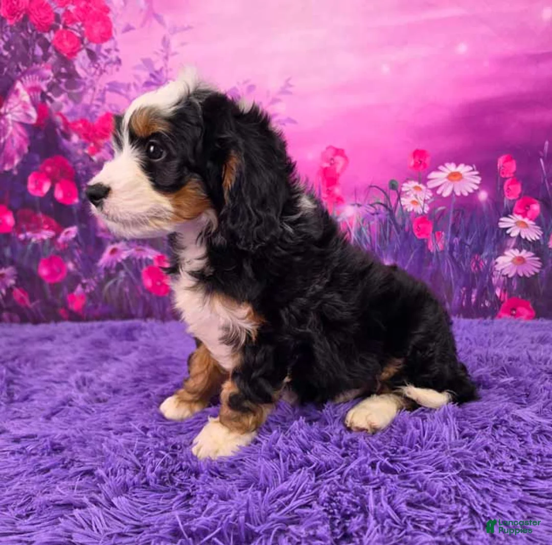 Mini Bernedoodle dogs for sale: Scout Munchkin Bernedoodle - Ad 2