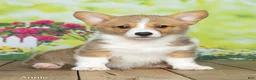 Welsh Corgi Pembroke dogs for sale: Annie - Ad 1