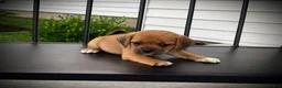 Puggle dogs for sale: Scarlet  - Ad 3