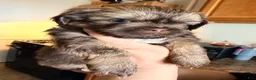 Shih Tzu dogs for sale: Shih Tzu 1 - Ad 5