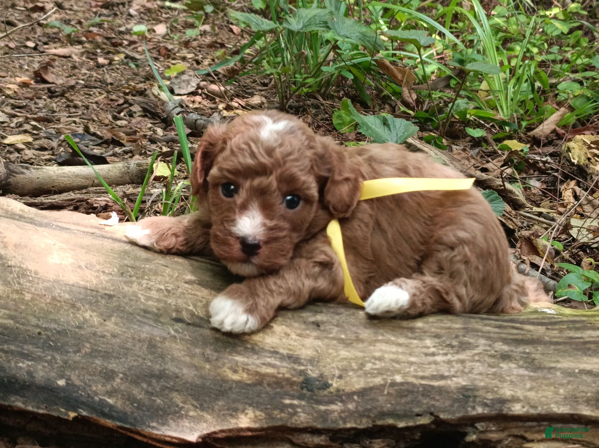 Miniature Poodle dogs for sale: Olivia  - Ad 2