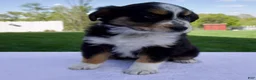 Australian Shepherd dogs for sale: Poppy - Ad 7