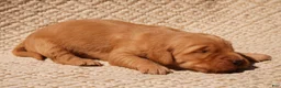 Golden Retriever dogs for sale: Daisy -AKC, Genetically Clear - Ad 107