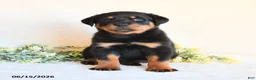 Rottweiler dogs for sale: Rhea - Ad 4