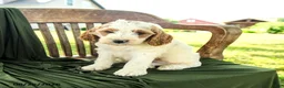 Goldendoodle dogs for sale: Brady - Ad 4