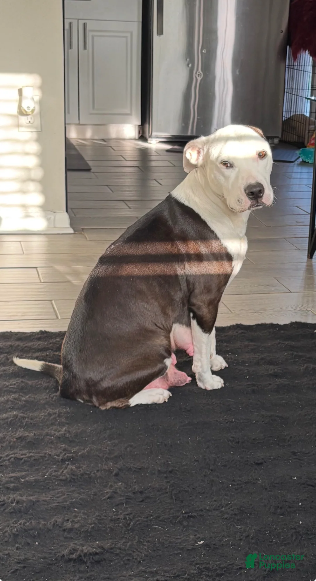 American Pit Bull Terrier dogs for sale: American Pit Bull Terrier Puppy 2 - Ad 3