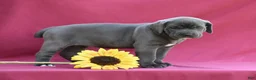Cane Corso dogs for sale: Tess - Ad 6