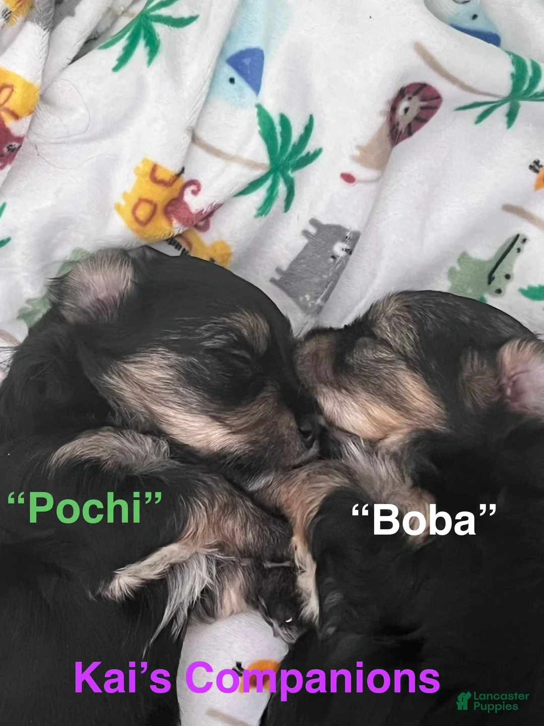 Morkie dogs for sale: Boba - Ad 2