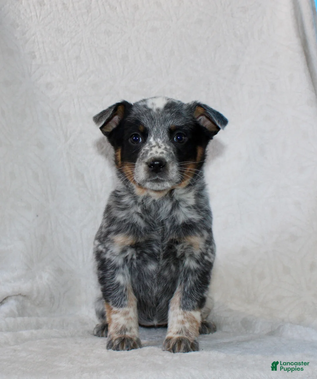 Australian Cattle Dog dogs for sale: Lily - Ad 2