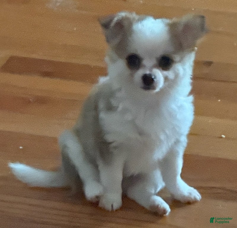 Chihuahua dogs Liam - Ad 1