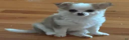 Chihuahua dogs for sale: Liam - Ad 1