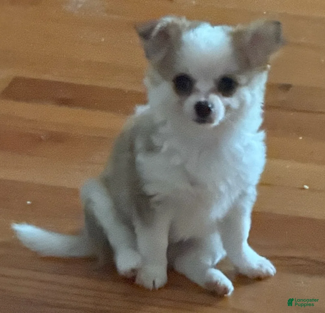 Chihuahua dogs for sale: Liam - Ad 1