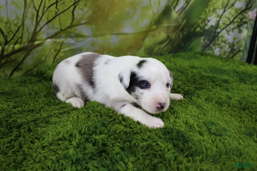 Miniature Australian Shepherd dogs for sale: Harriett - Ad 1