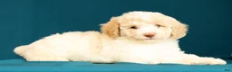 Miniature Poodle dogs for sale: Cody - Ad 4