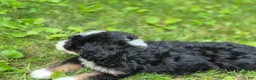 Bernedoodle dogs for sale: Bernedoodle 1 - Ad 5