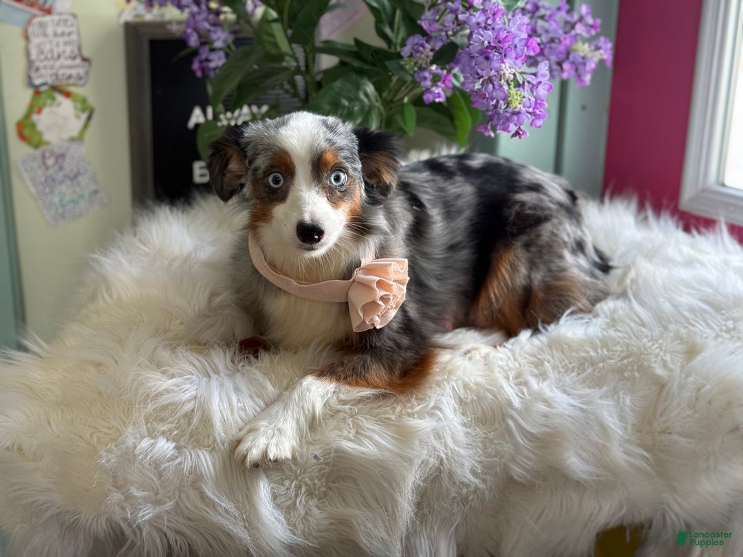 Miniature Australian Shepherd dogs for sale: Taz - Ad 22