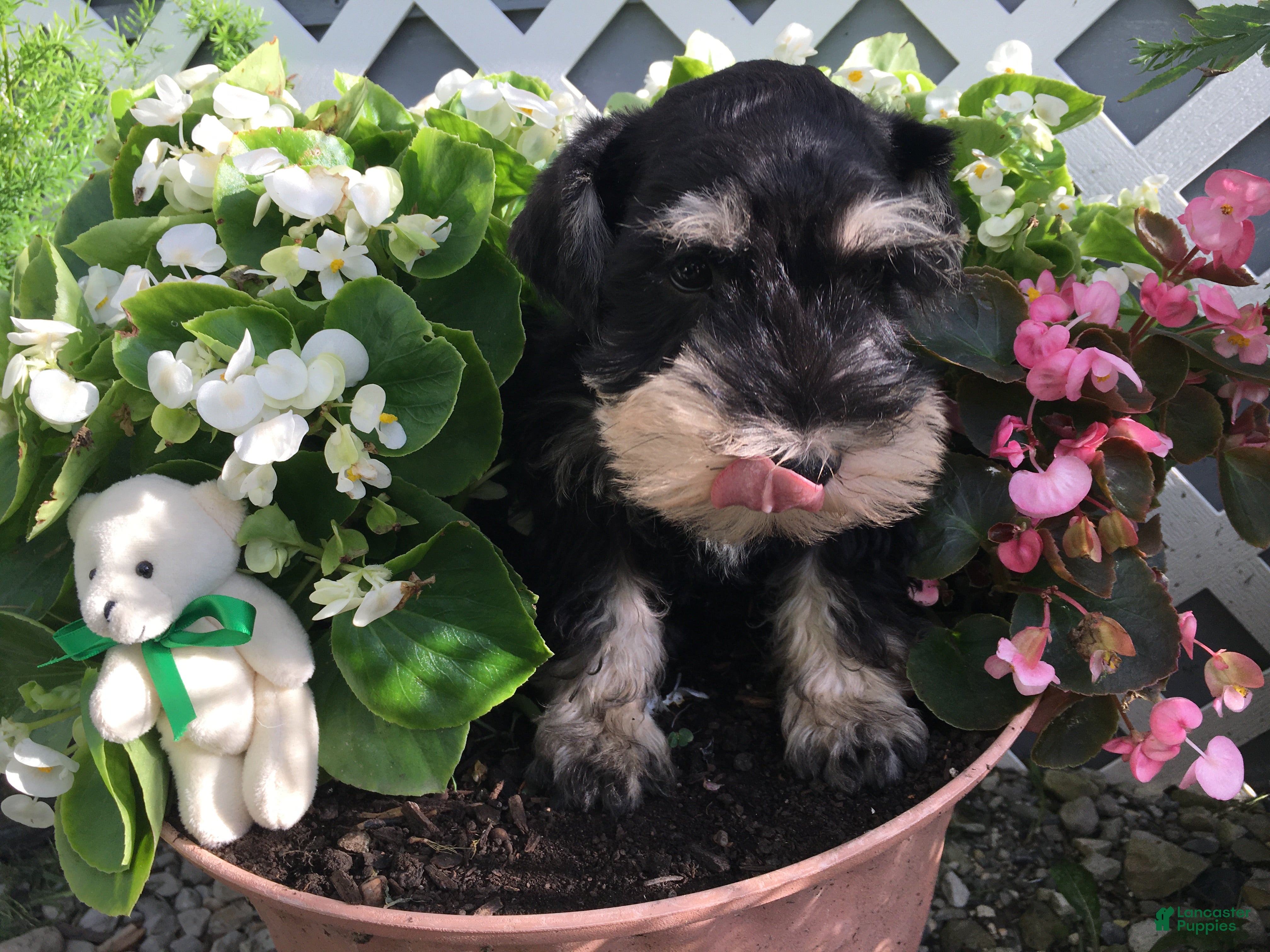 Miniature Schnauzer dogs Wilbur - Ad 1