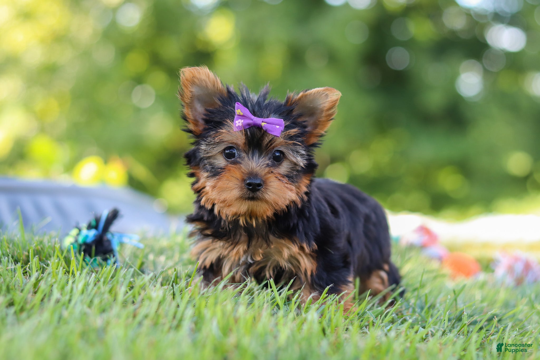 Yorkshire Terrier dogs Fiona - Ad 1