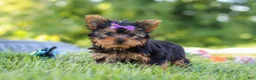 Yorkshire Terrier dogs for sale: Fiona - Ad 1
