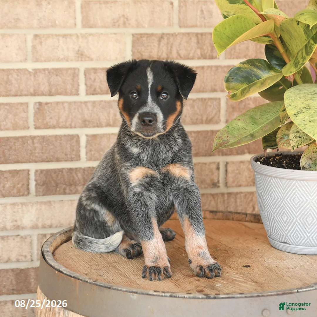 Australian Cattle Dog dogs for sale: Milo - Ad 1