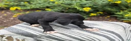 Mixed Breed dogs for sale: Griff - Ad 7