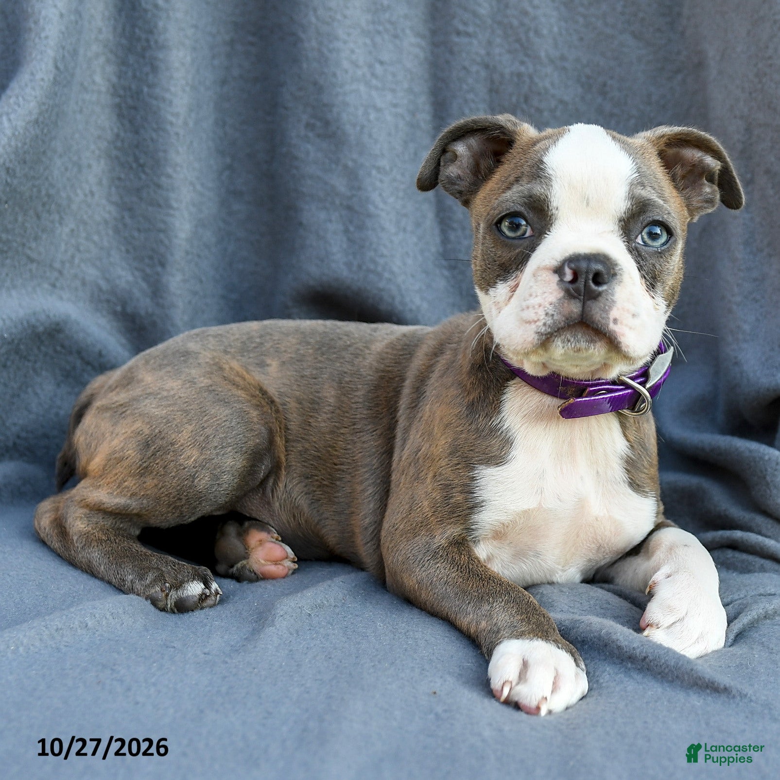 Boston Terrier dogs for sale: Aurora - Ad 1