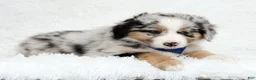 Australian Shepherd dogs for sale: River - Ad 4