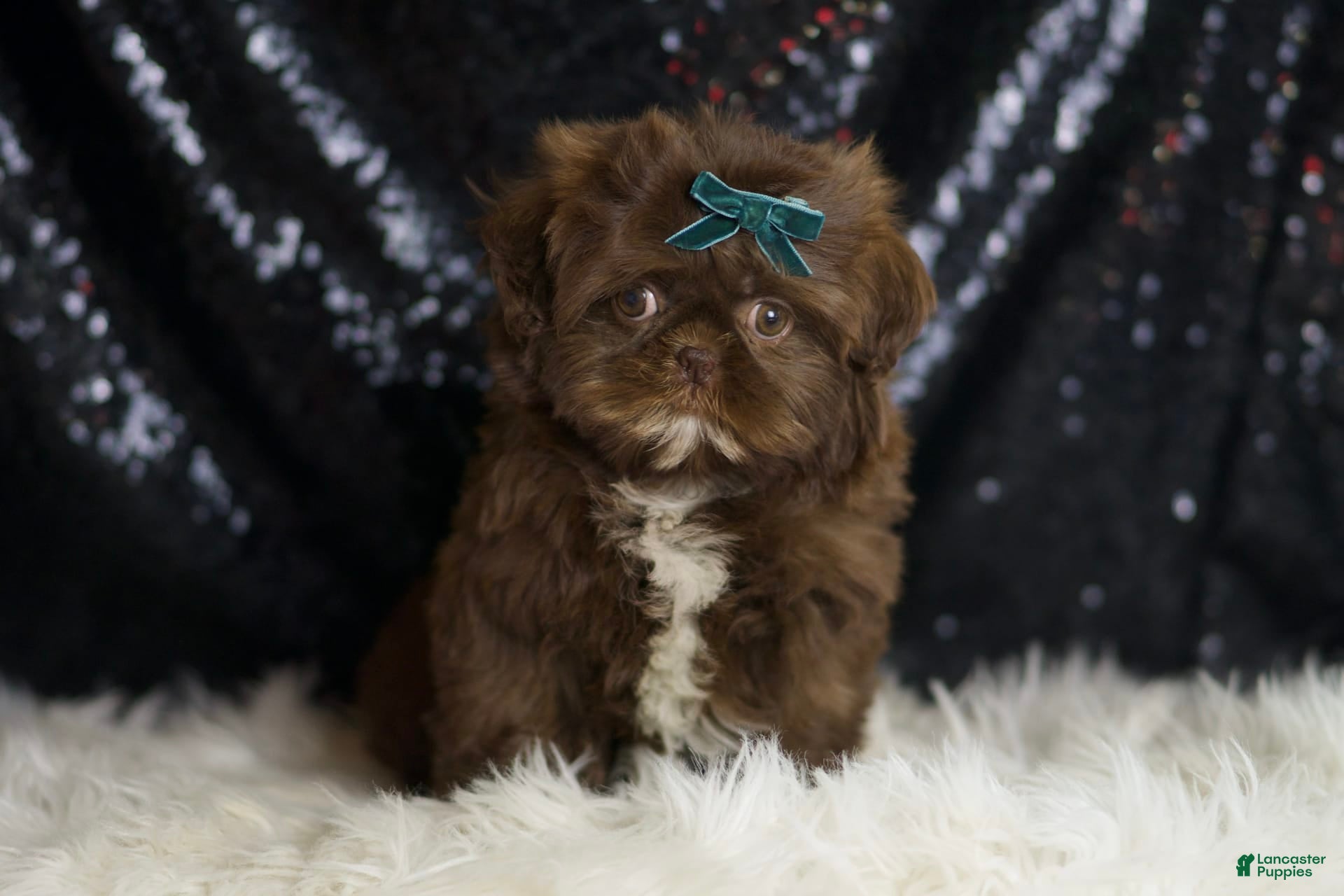 Liver Shih Tzu Puppies for sale Lancaster Puppies