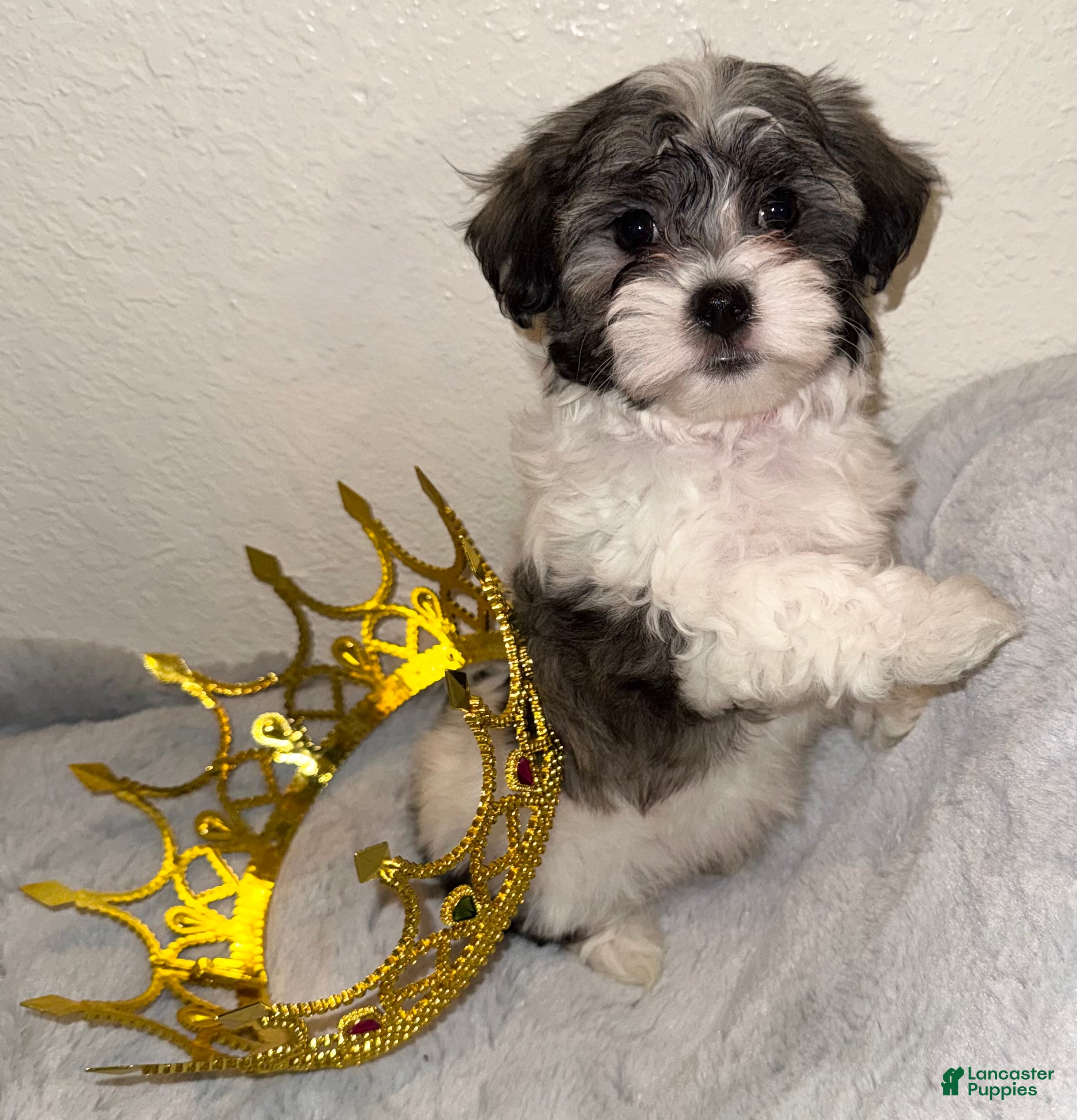 Mixed Breed dogs Lhatese Breed “Diva” - Ad 3