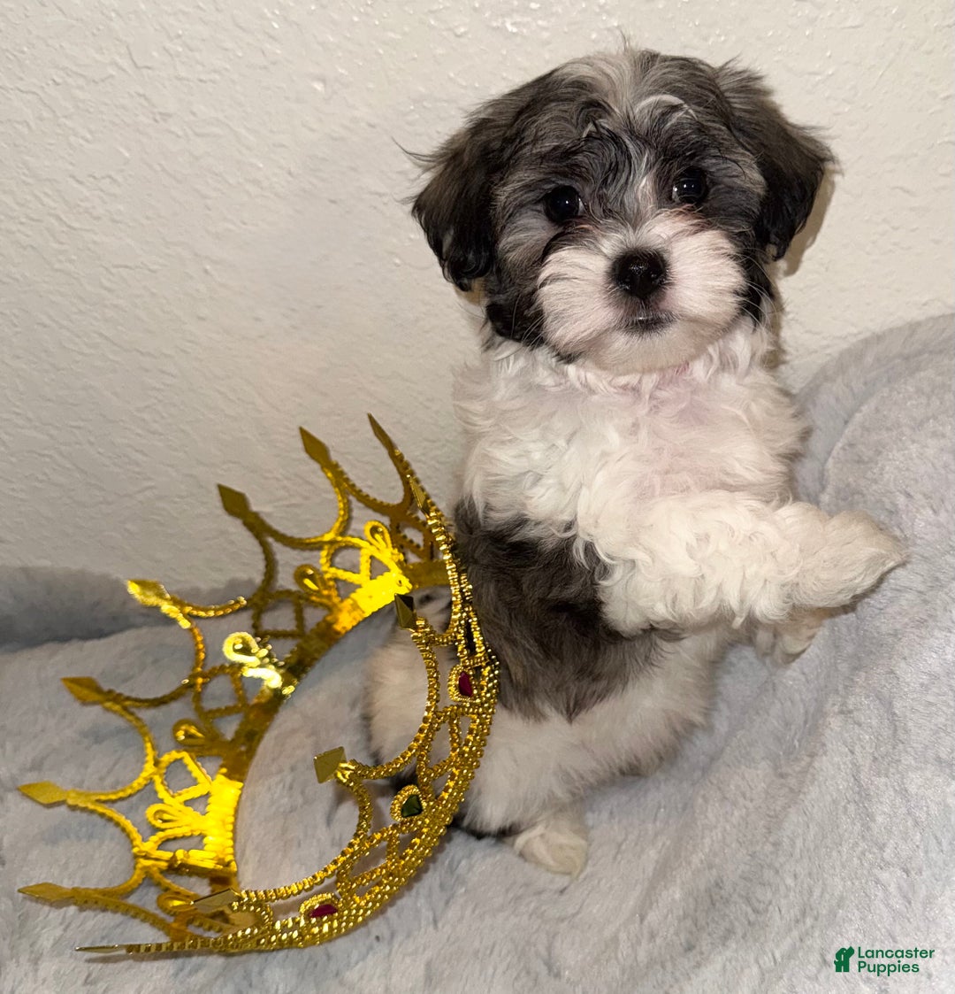 Mixed Breed dogs for sale: Lhatese Breed “Diva” - Ad 1