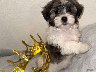 Mixed Breed dogs Lhatese Breed “Diva” - Ad 10