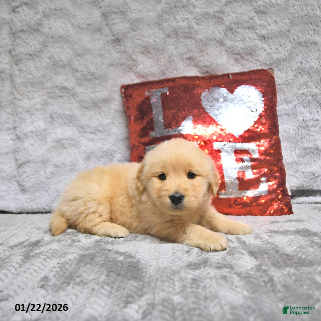 Golden Retriever dogs for sale: Lenny - Ad 5