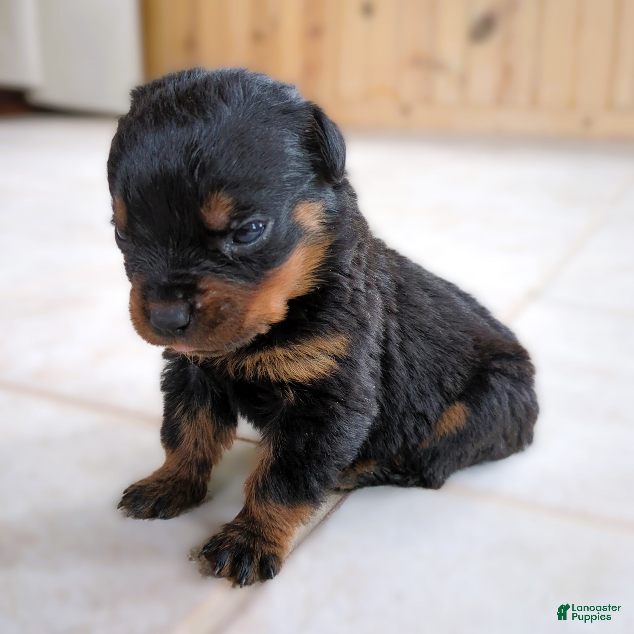 Rottweiler dogs Tunderbird - Ad 2
