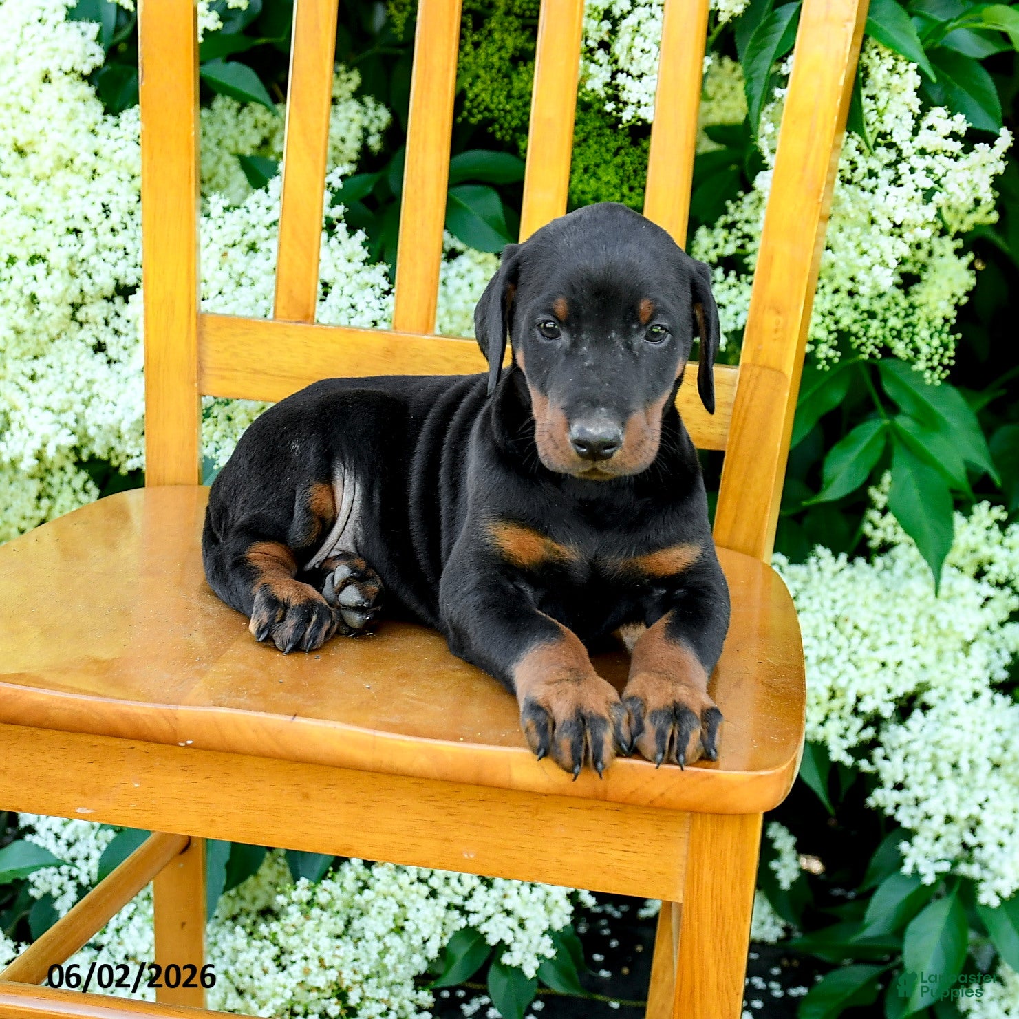 Doberman Pinscher dogs for sale: Lassie - Ad 4